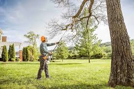 Best Fruit Tree Pruning  in Cobb Island, MD